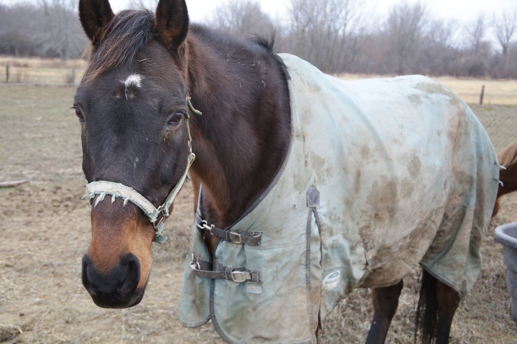 Erin's Farm animal sanctuary